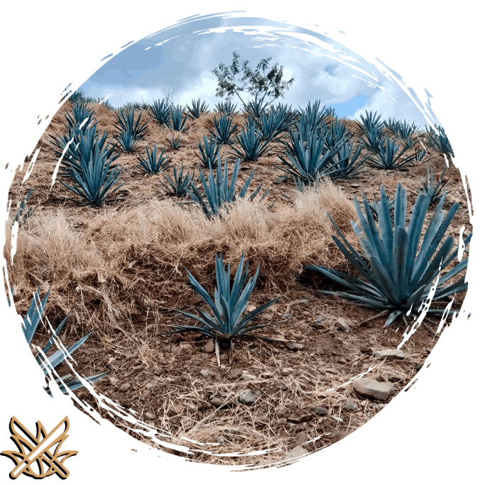 Mezcal No Me Dejes Proceso