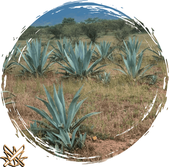 Mezcal No Me Dejes Proceso